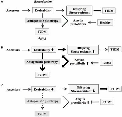 Connecting Alzheimer’s Disease With Diabetes Mellitus Through Amyloidogenic Evolvability